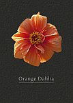 Orange Dahlie
