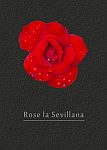 Rose Sevillana