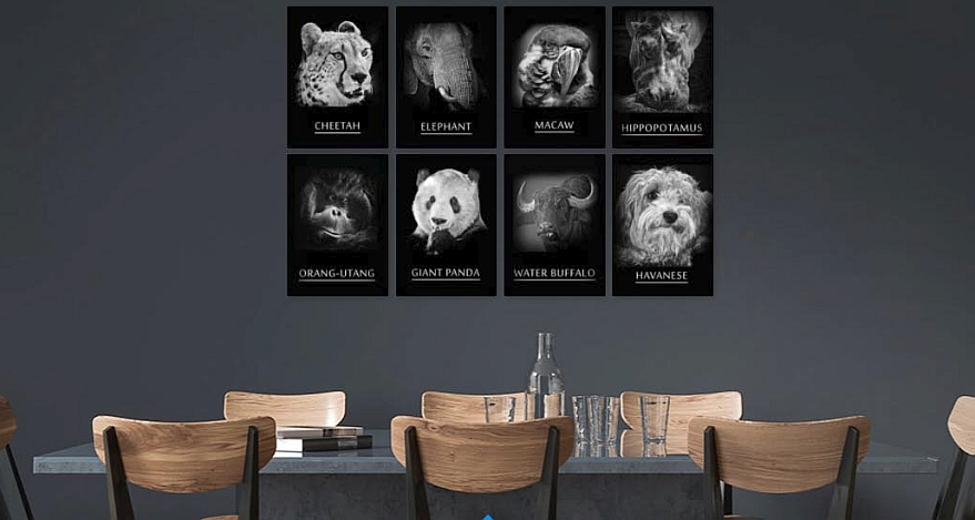 Collection Animal faces bei Displate